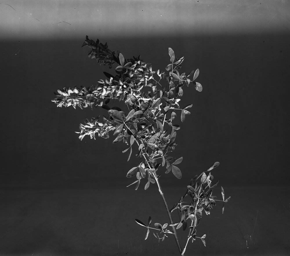 Flora 434-asf015226.jpg