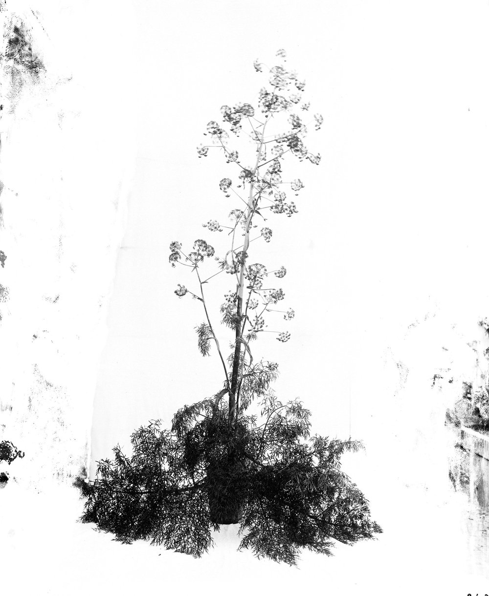 Flora 263-asf015219.jpg