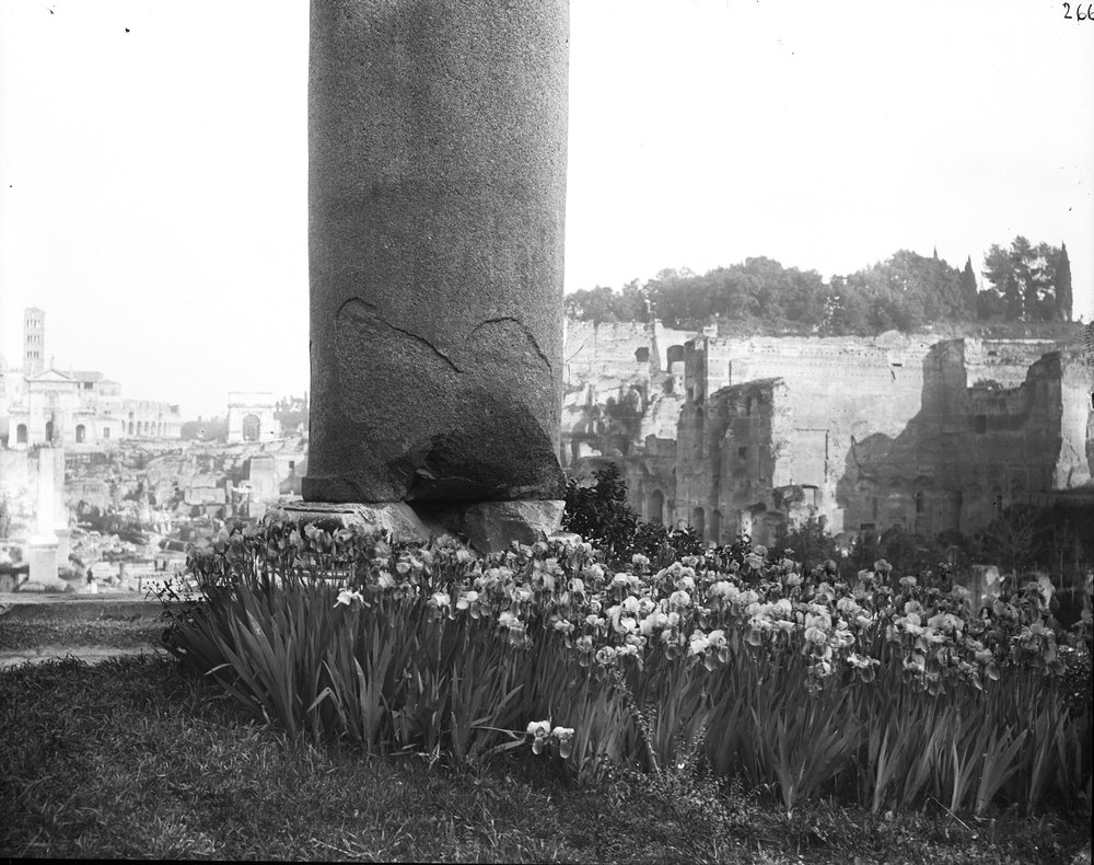Flora 266-asf015222.jpg