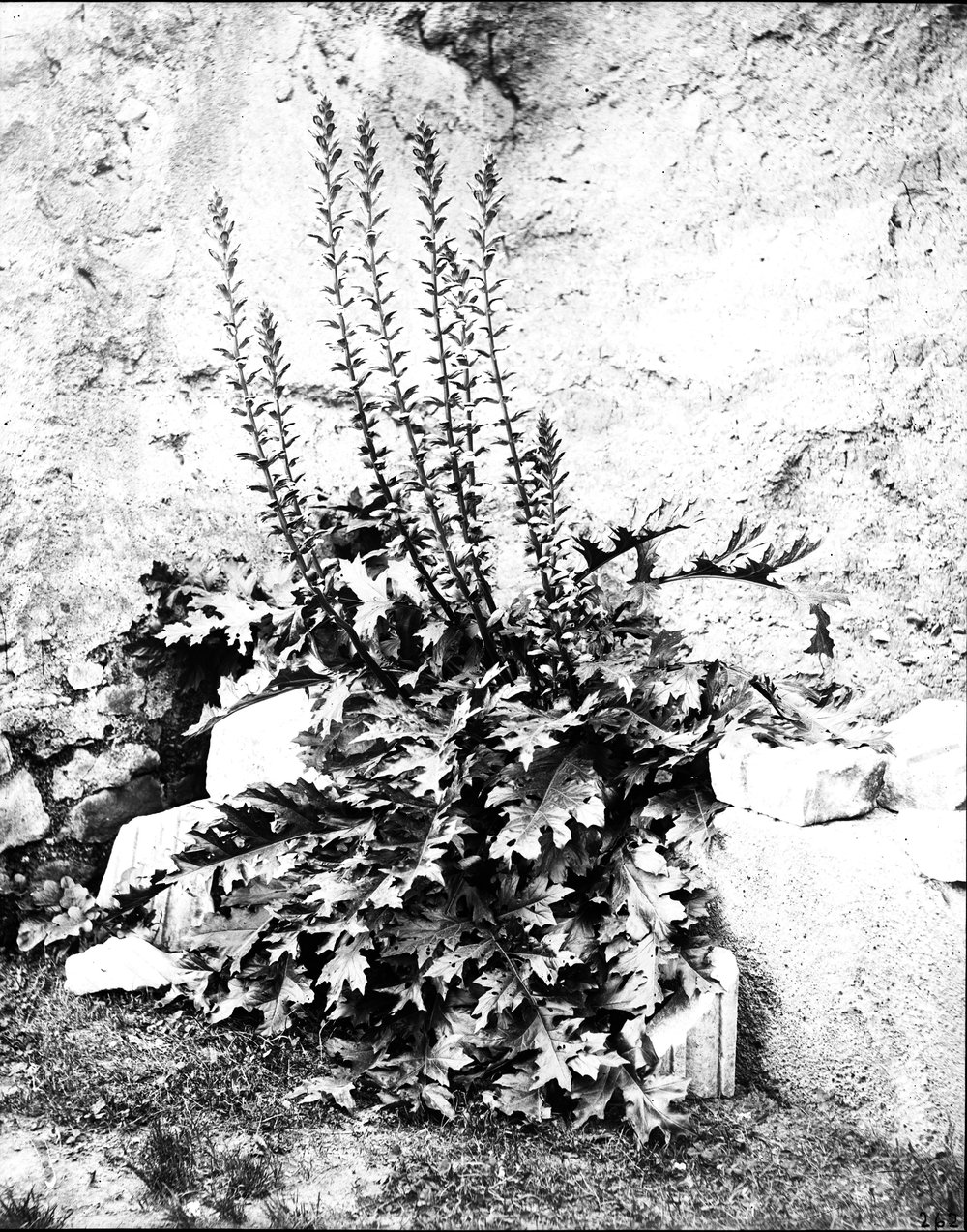 Flora 262-asf015218.jpg