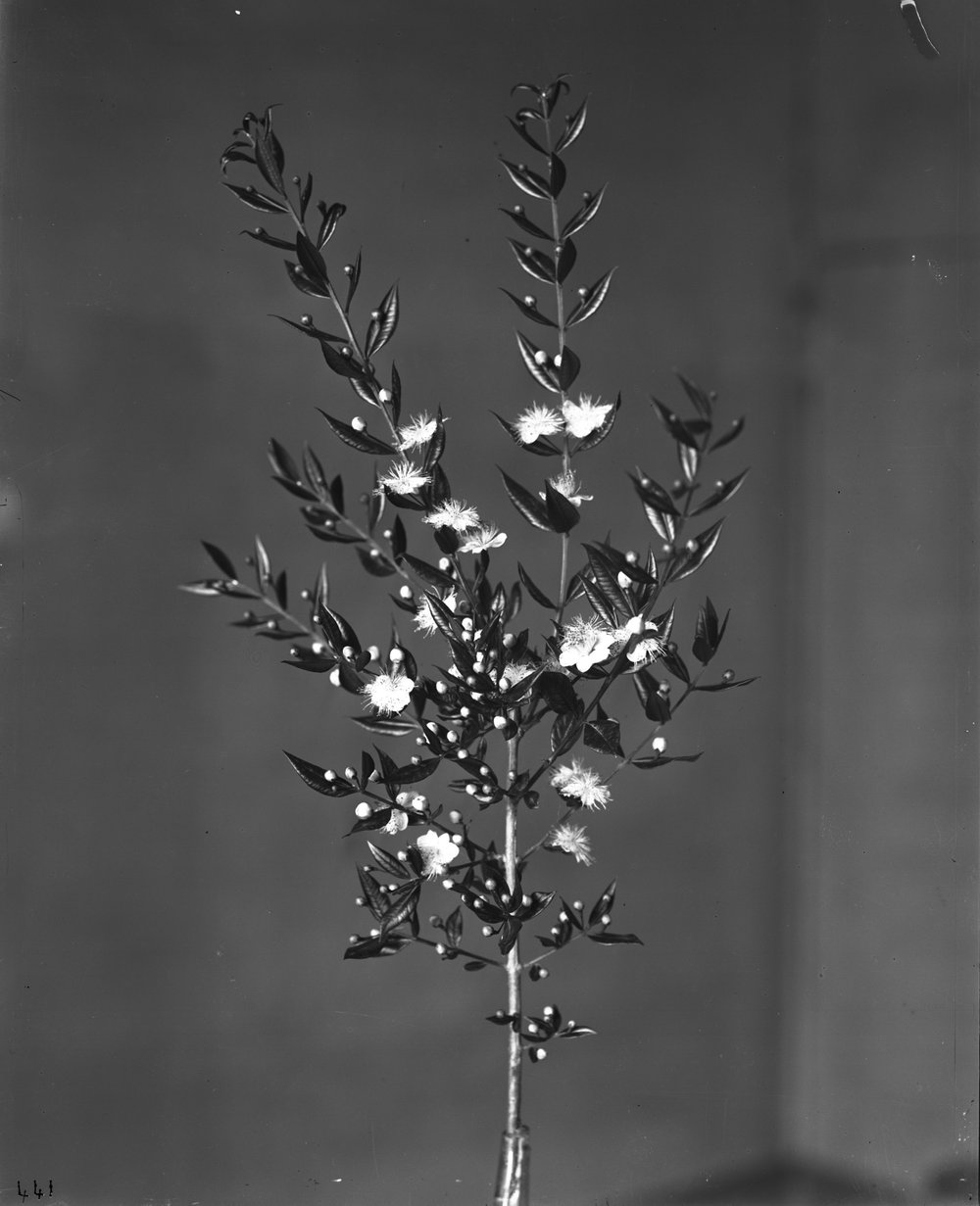 Flora 441-asf015231.jpg