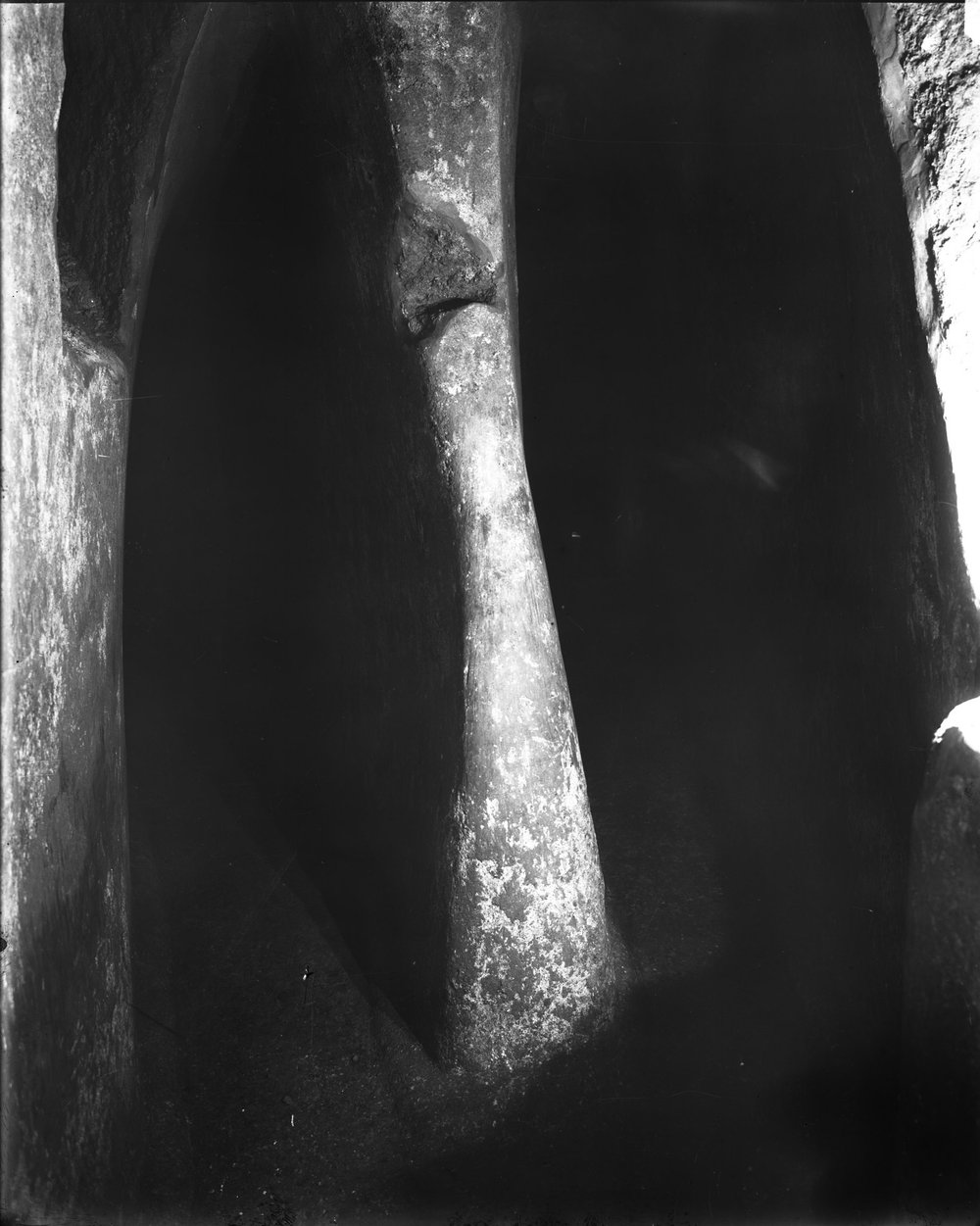 Mundus (forse) 577-asf015283.jpg