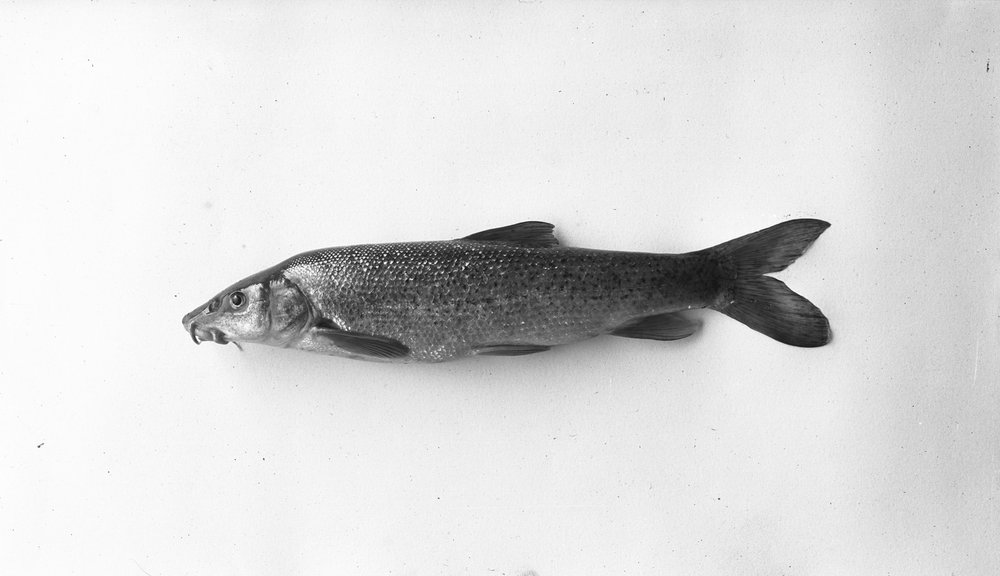 Luccio 198-asf015266.jpg