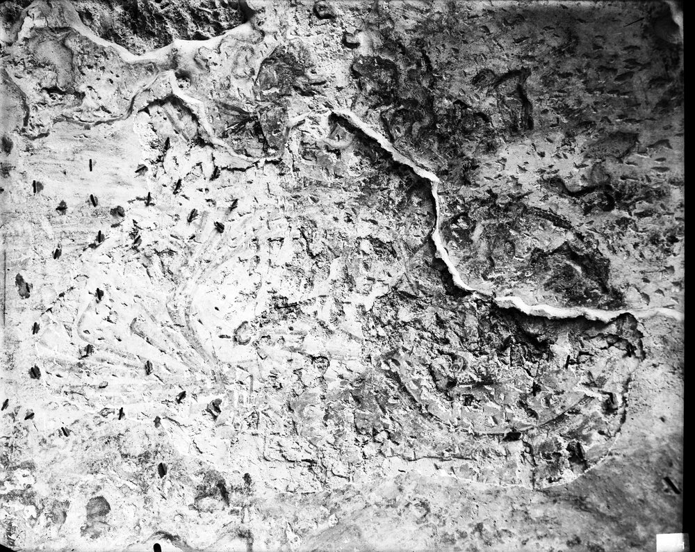 S. Maria Antiqua 594-asf014905.jpg