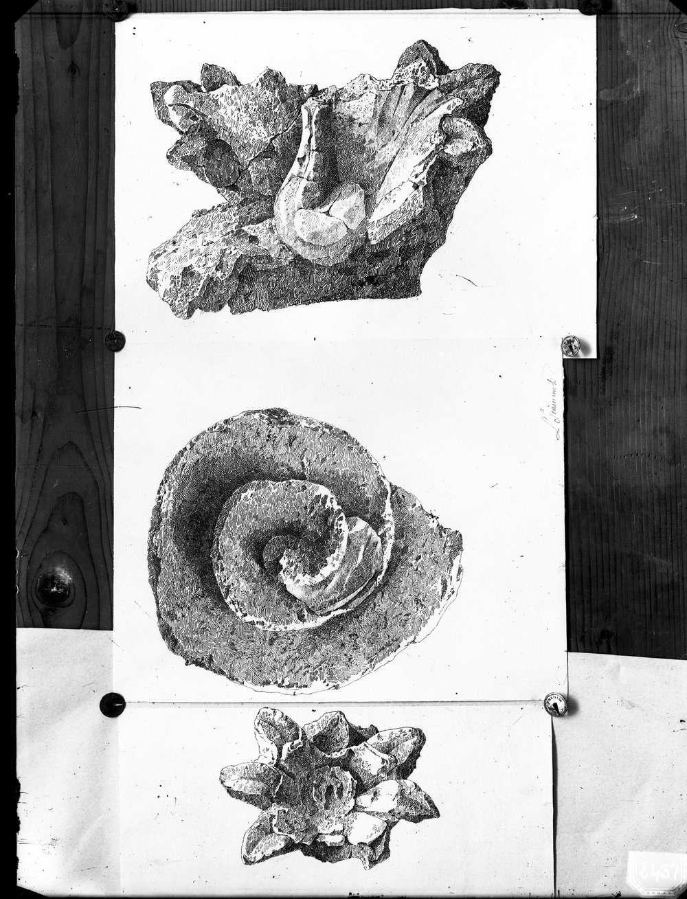 Lastra E 2467 - Disegno di motivi decorativi.JPG