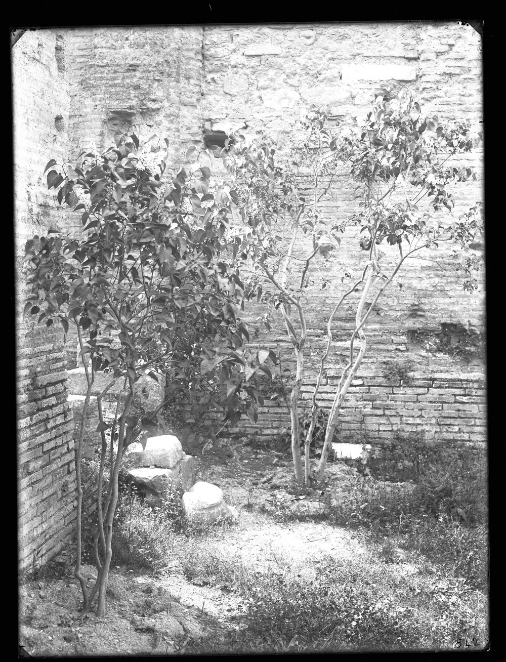 Lastra E 542 - Flora.JPG