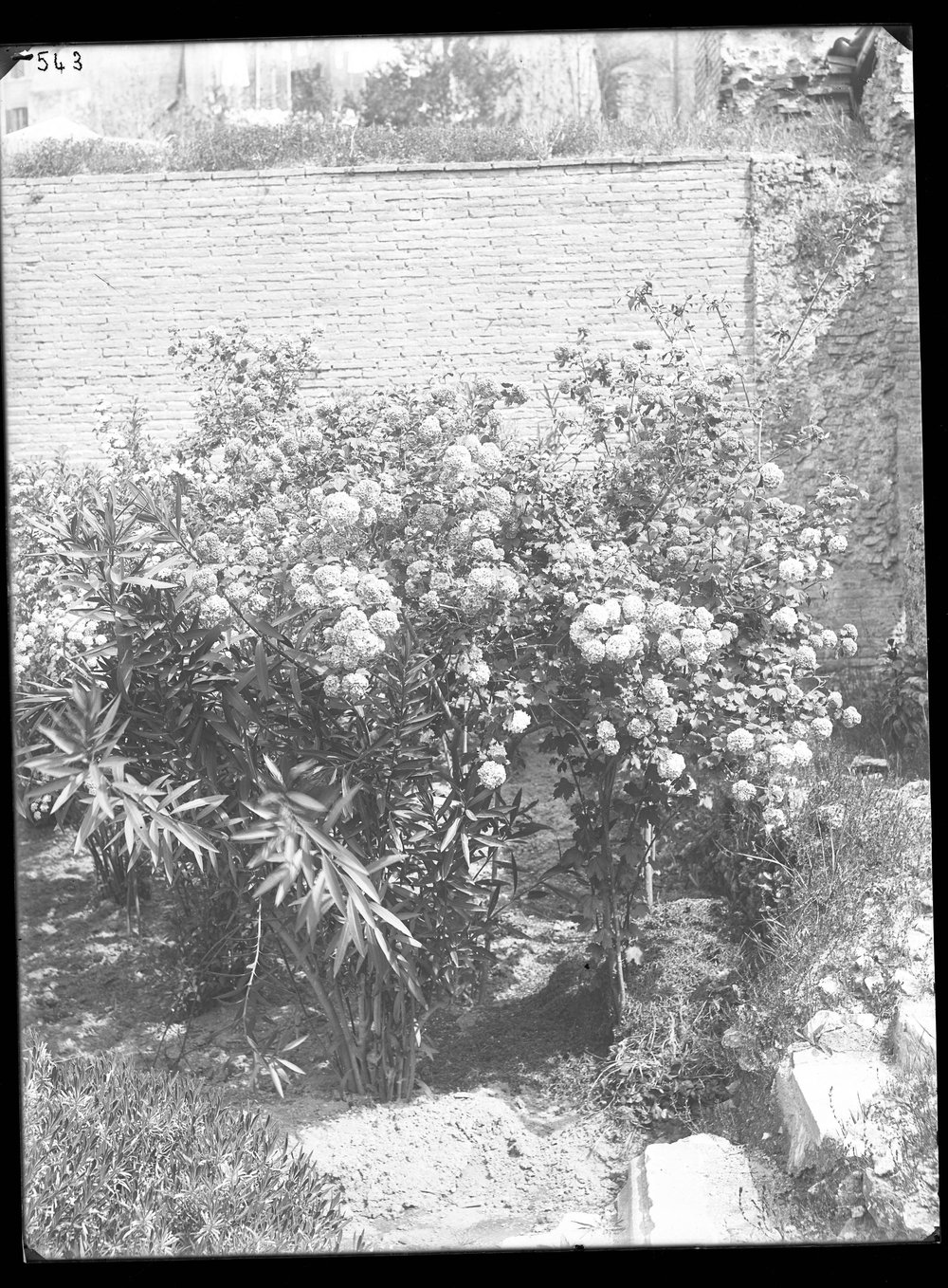 Lastra E 543 - Flora.JPG