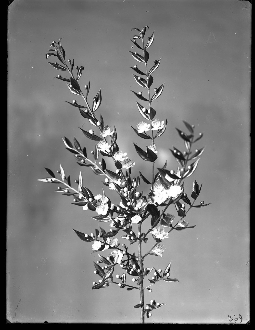 Lastra E 369 - Flora.jpg