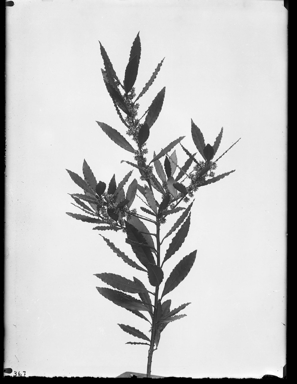 Lastra E 367 - Flora.jpg