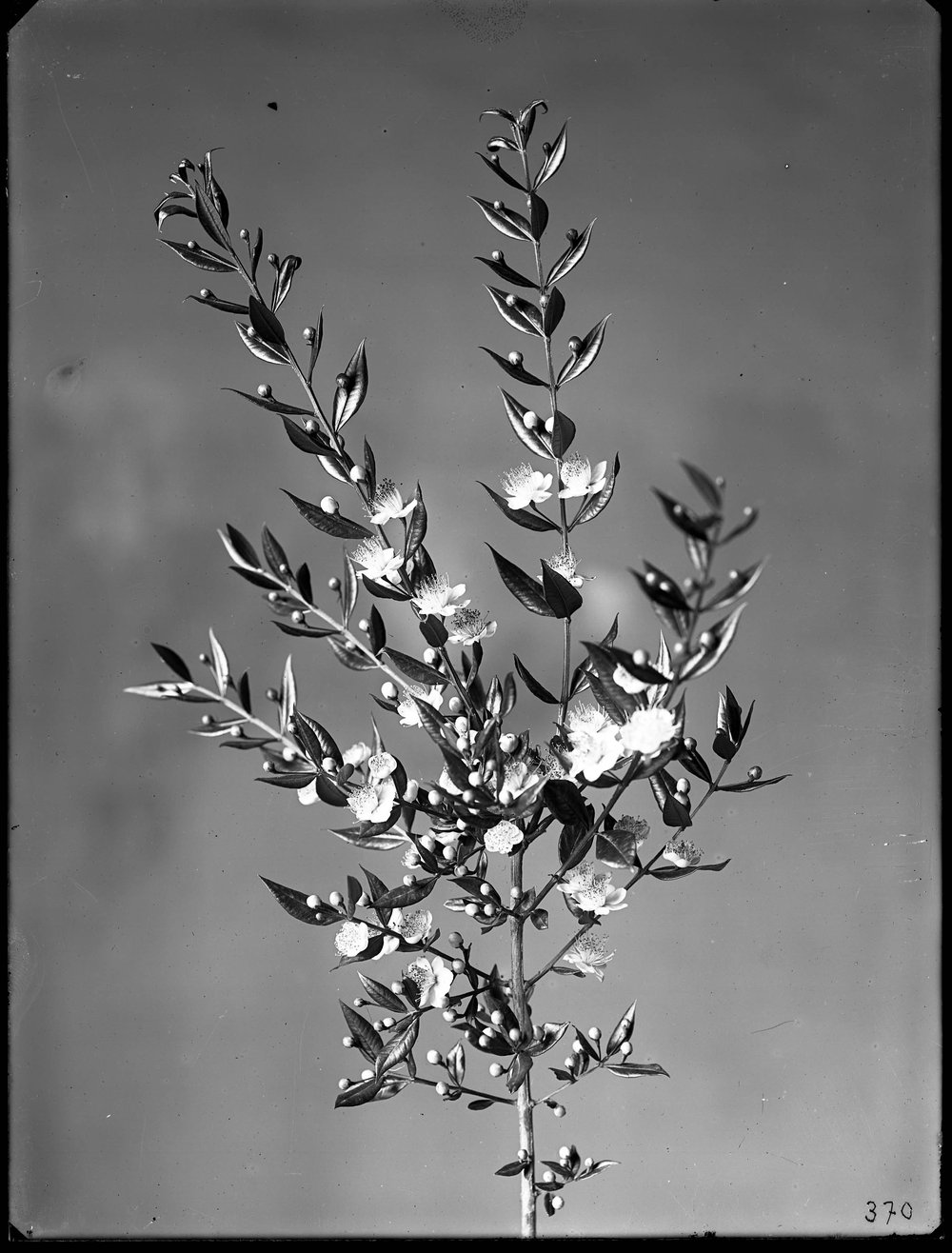 Lastra E 370 - Flora.jpg