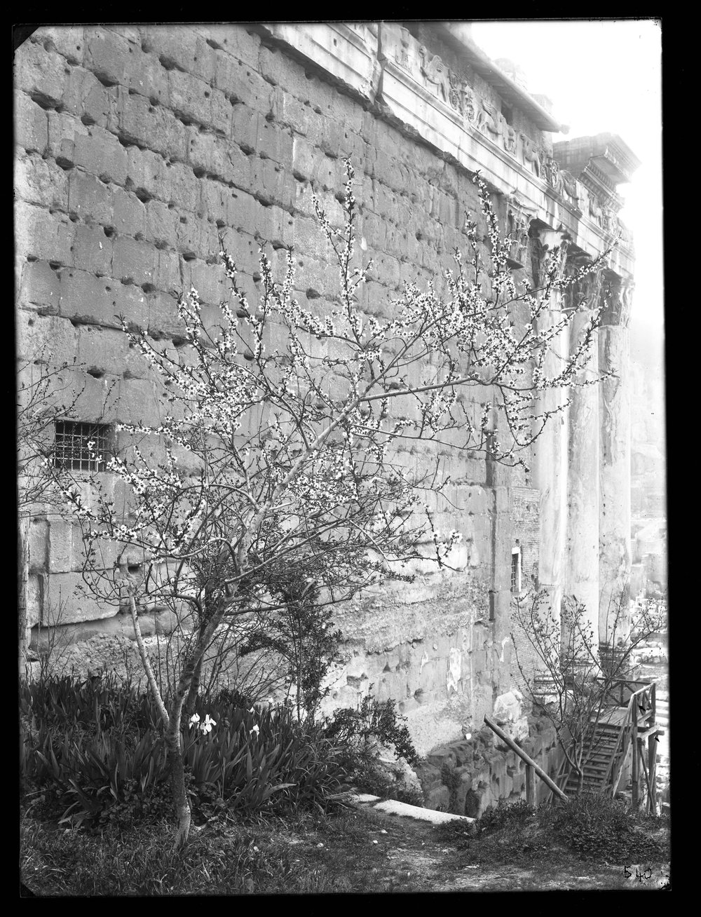 Lastra E 540 - Flora.JPG
