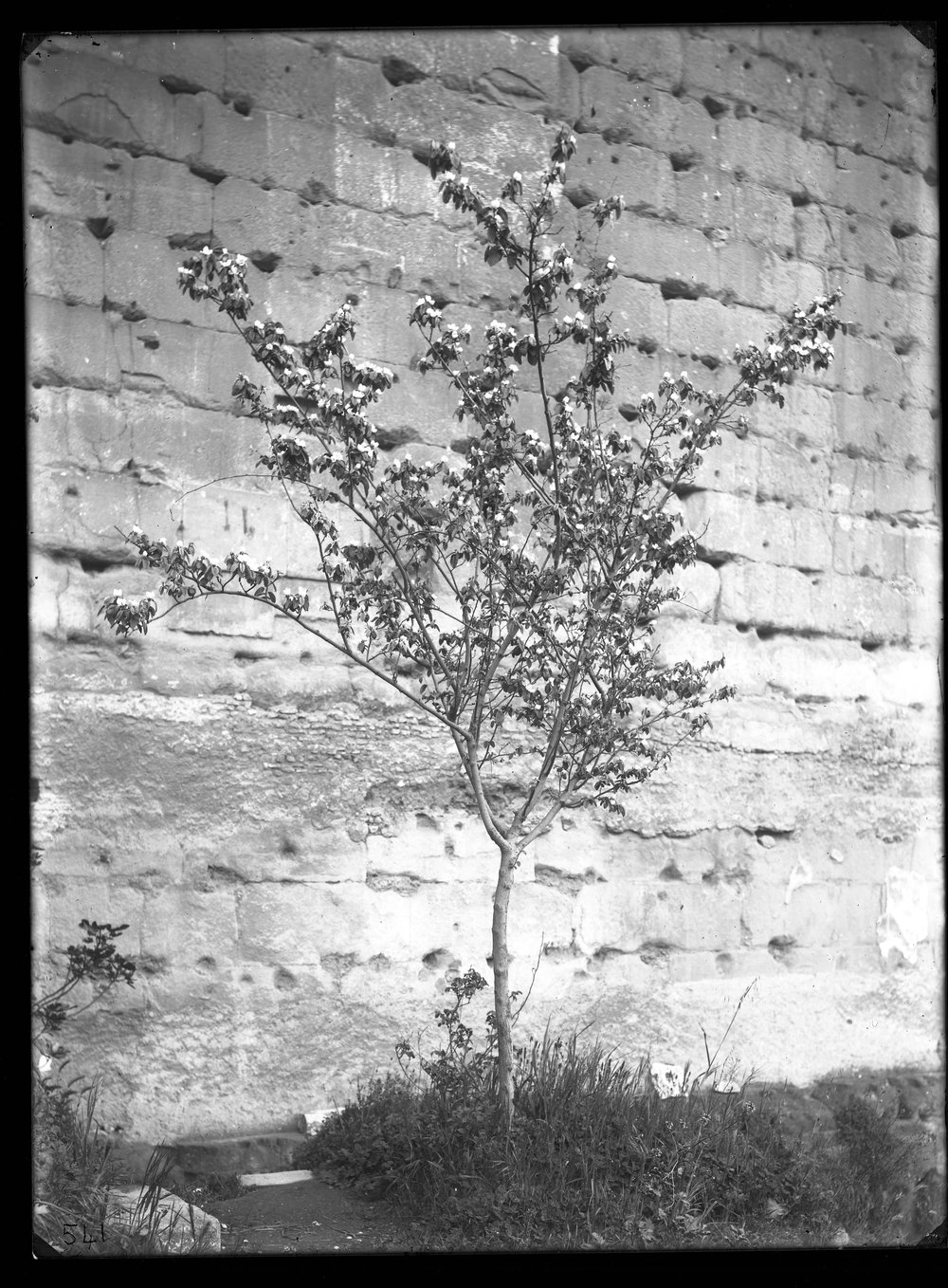 Lastra E 541 - Flora.JPG