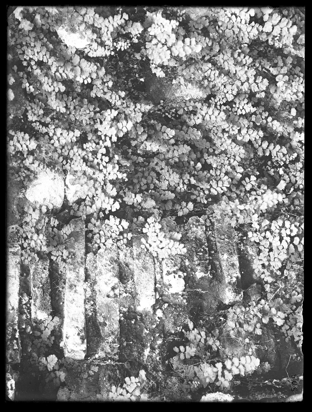 Lastra E 505 - Flora.JPG