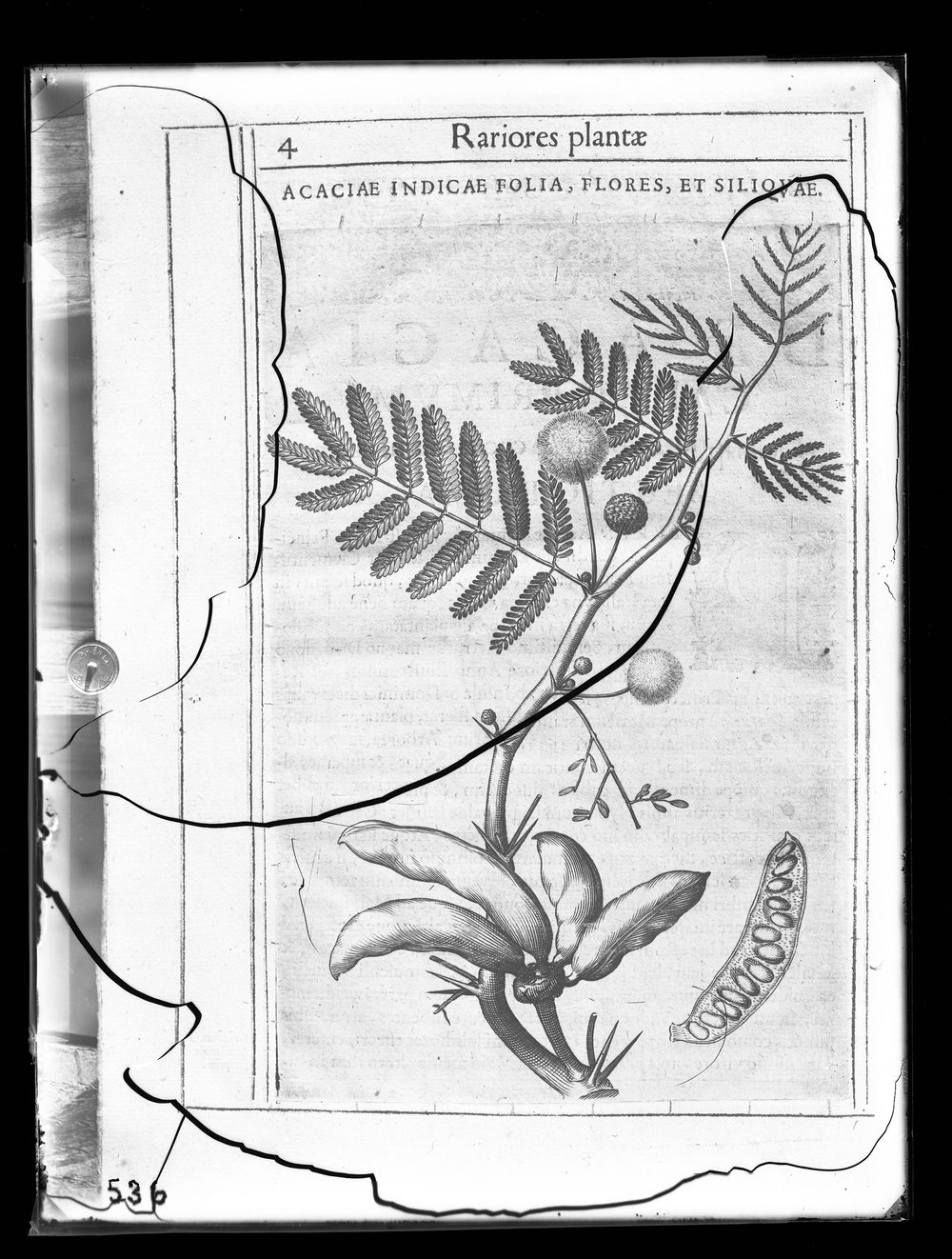 Lastra E 536 - Flora.JPG