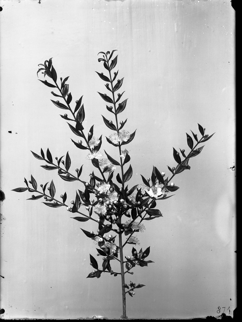 Lastra E 371 - Flora.jpg
