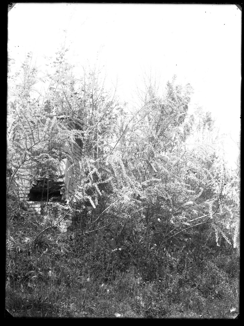 Lastra E 535 - Flora.JPG