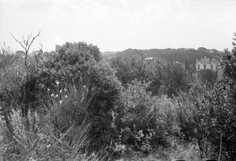 1-00012/ 07554/ 16782 - Roma - Palatino