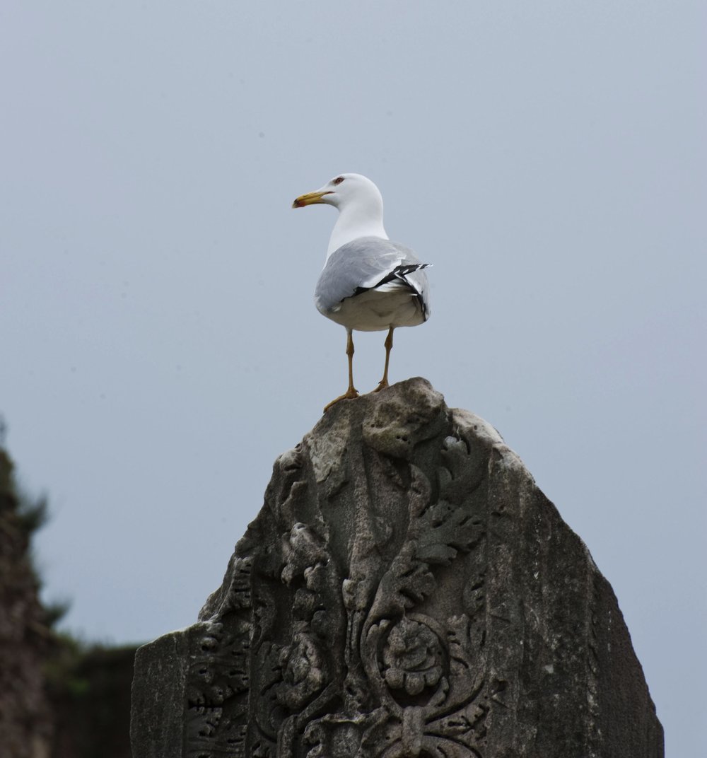 DSC_0460.JPG