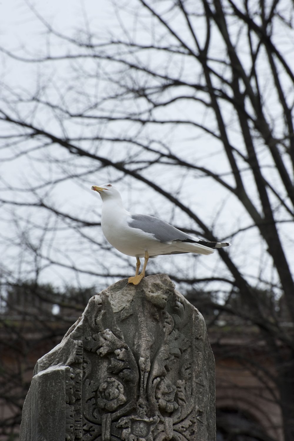 DSC_0463.JPG