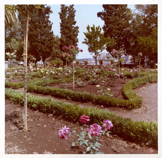 005989 - monumento - Palatino, Horti Farnesiani, il roseto nel 1967; senza negativo