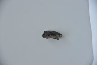 DSC_3642.NEF