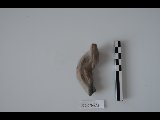 DSC_1727.NEF