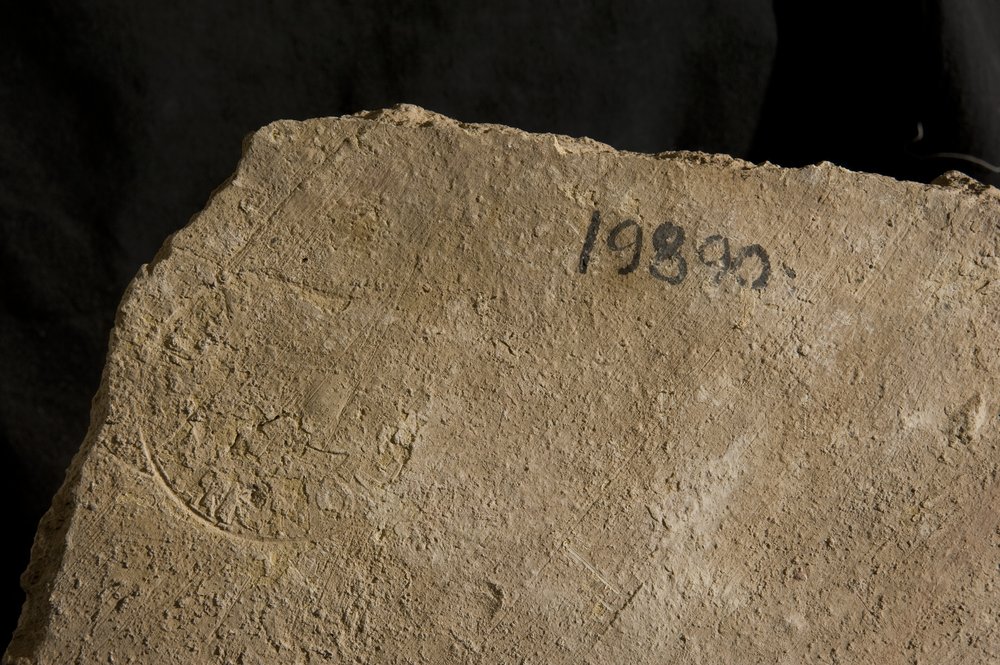 Inv. 19890.TIF