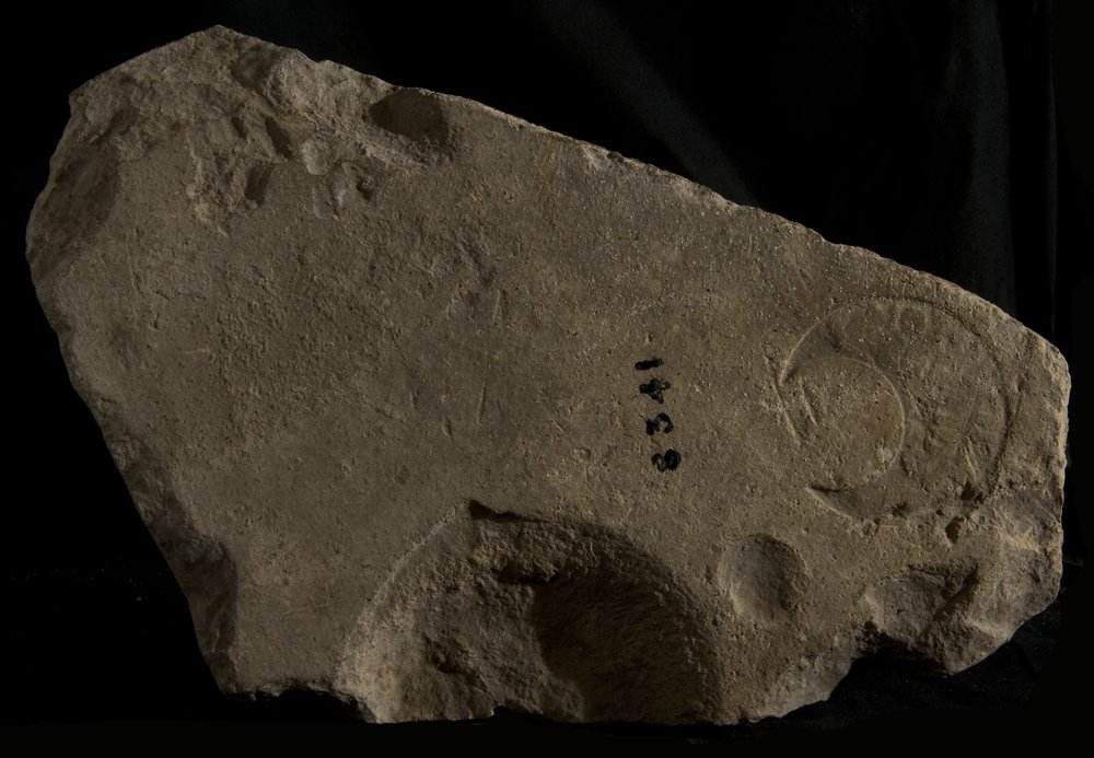 Inv. 8341.TIF