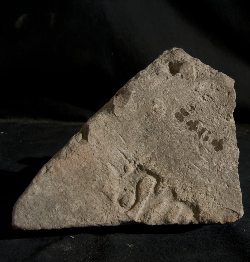 Inv. 8464.TIF