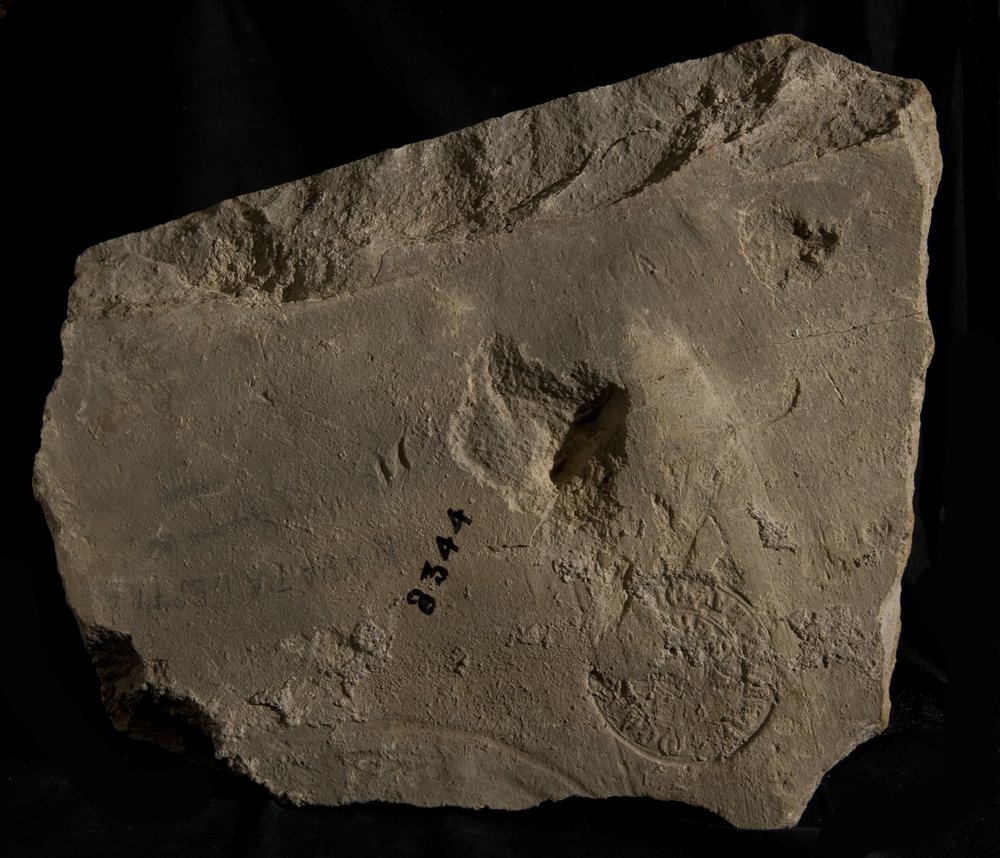 Inv. 8344.TIF
