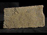DSC_1730.NEF