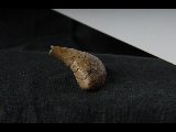 DSC_0054.NEF