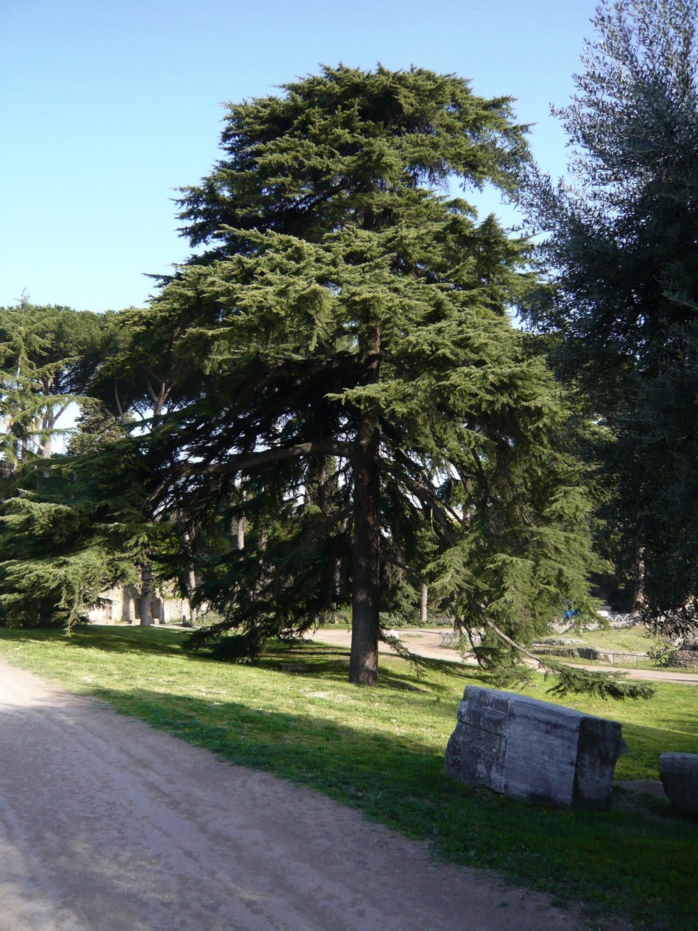 foto Bruno Angeli 2012.jpg