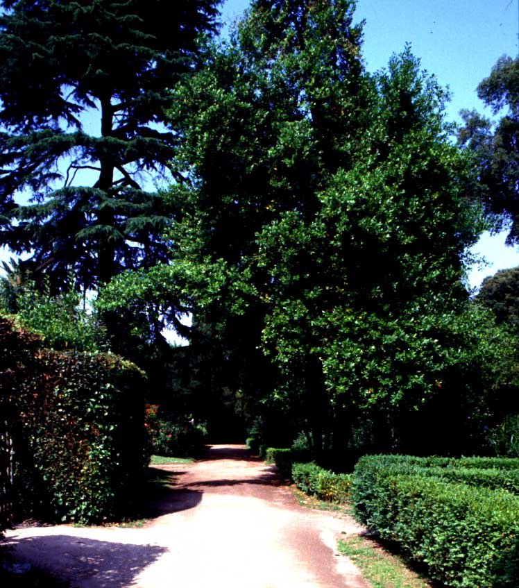 PS9 0030Orti Farnesiani176.jpg