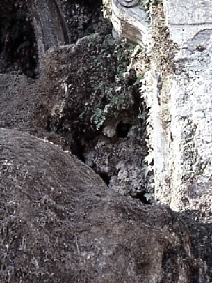 PS9 0157OFNinfeoParticStruttura766.jpg