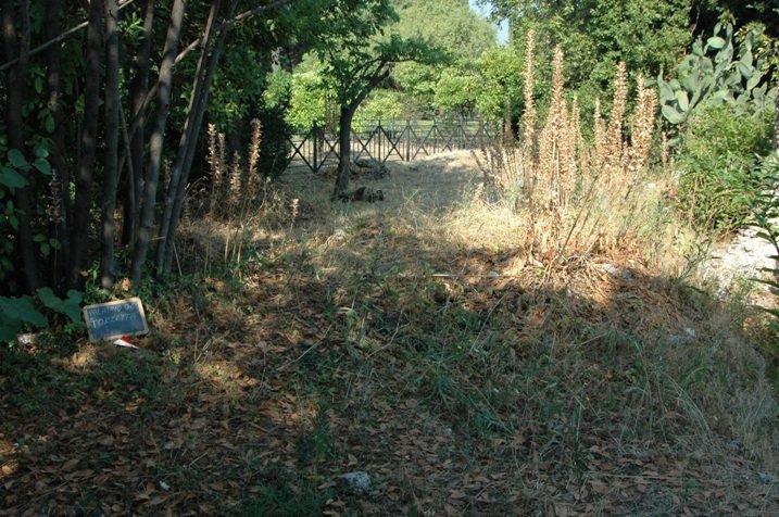 PS1 0231Torretta.jpg