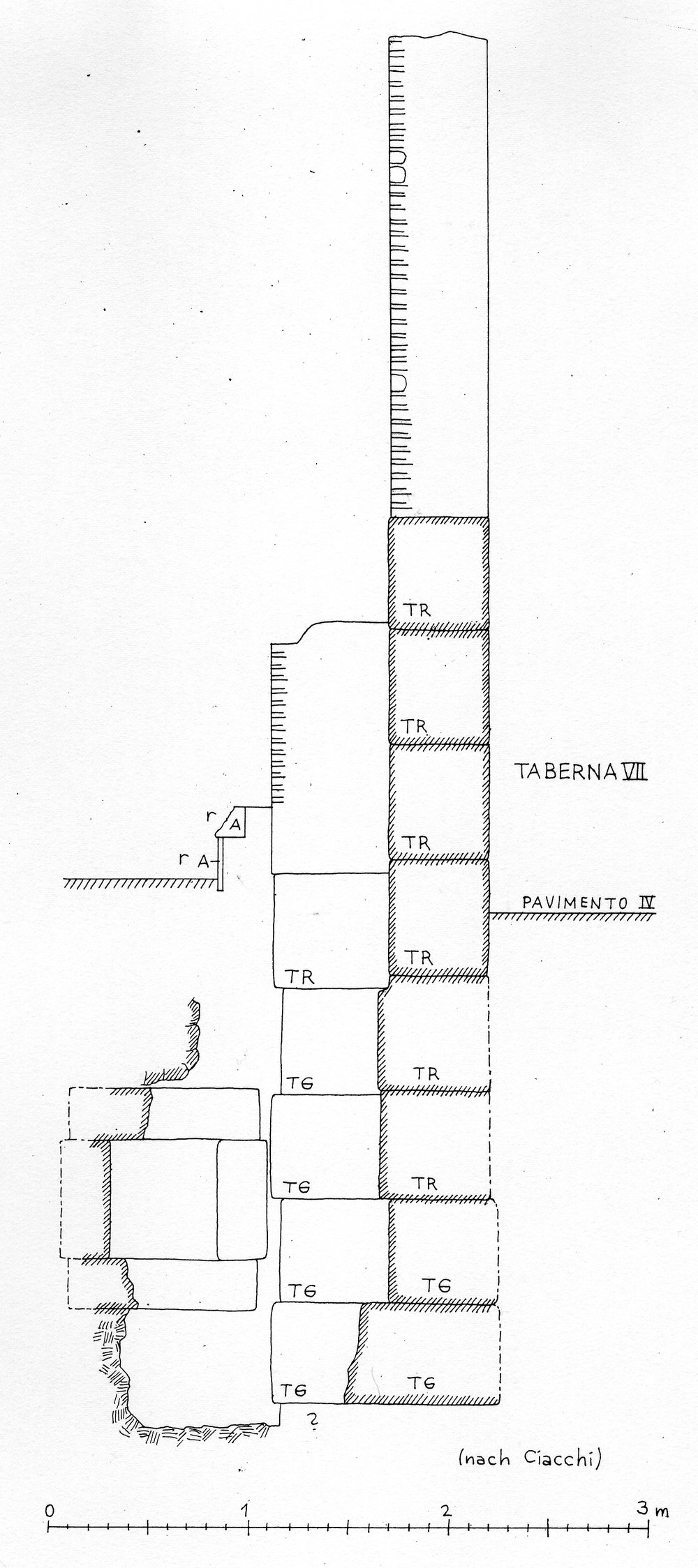 Abb. 8 Schnitt Ciacchi Tab. 7.tif
