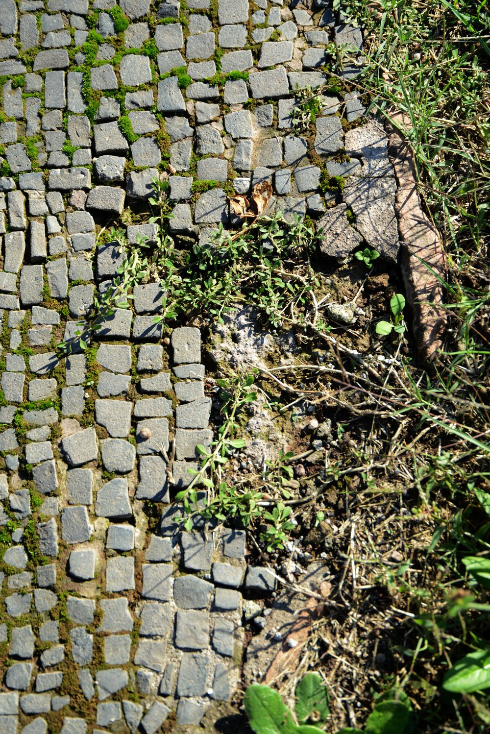 DSC_0182.JPG