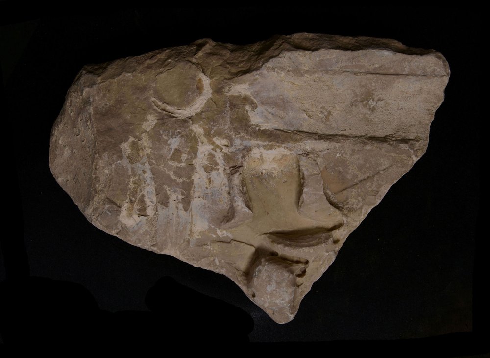 Inv.52822-5.jpg
