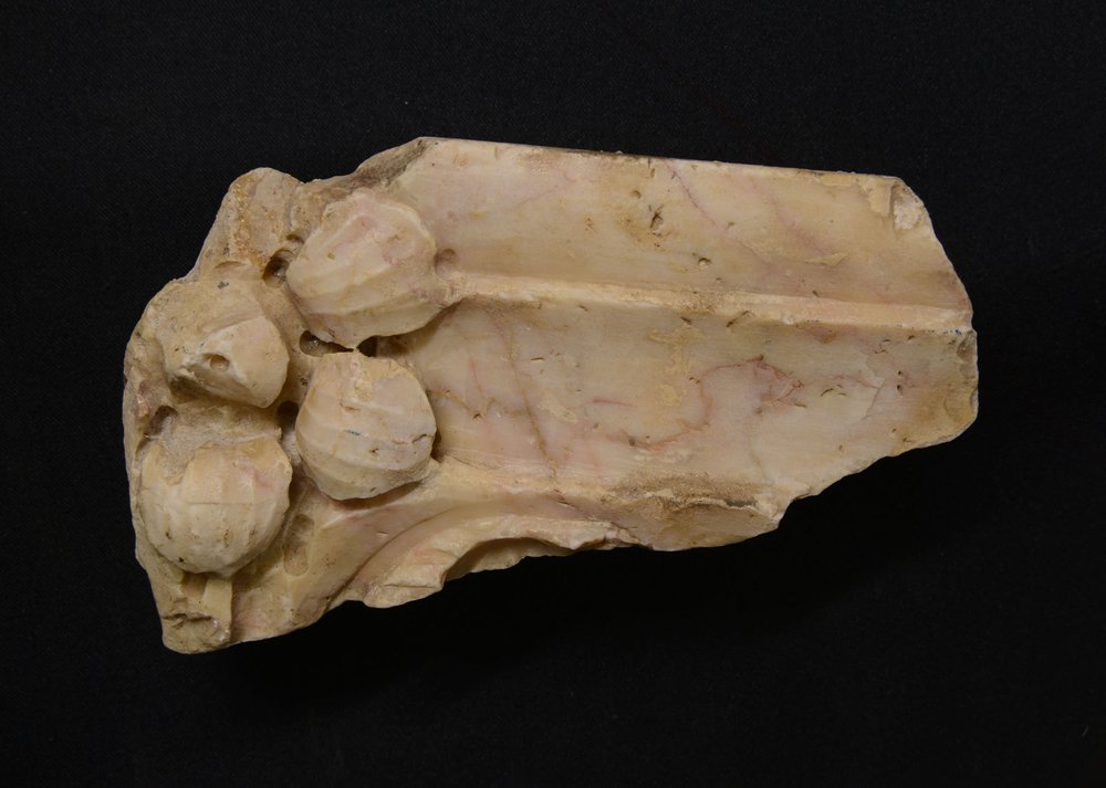 Inv.382096.jpg
