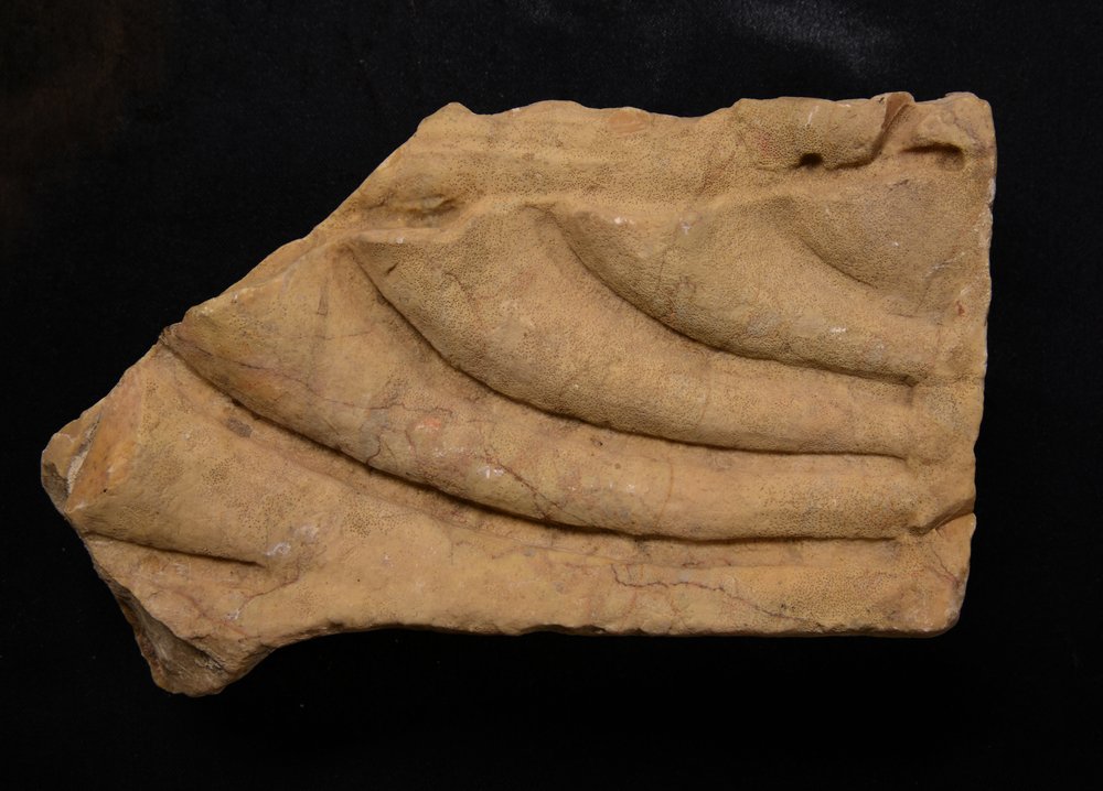 Inv. 381790.TIF