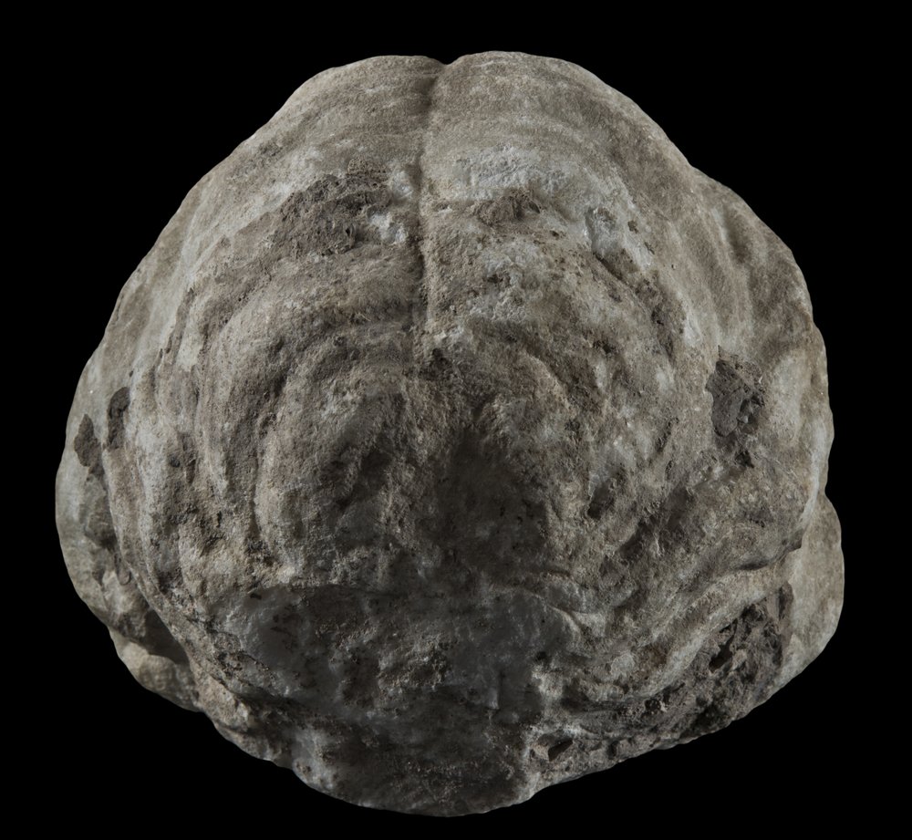 Inv 373339_04.jpg