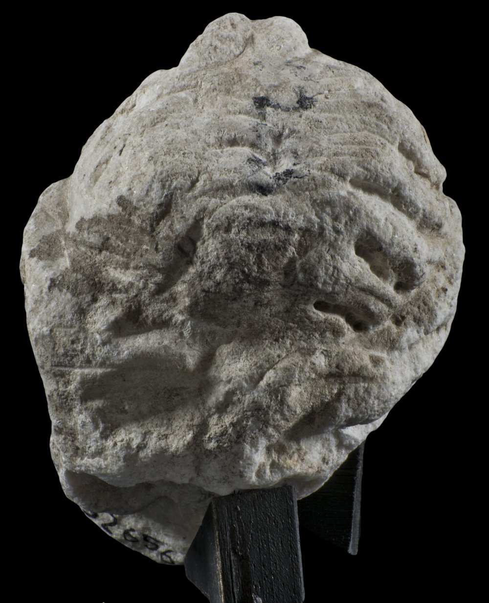 Inv 52656_05.jpg