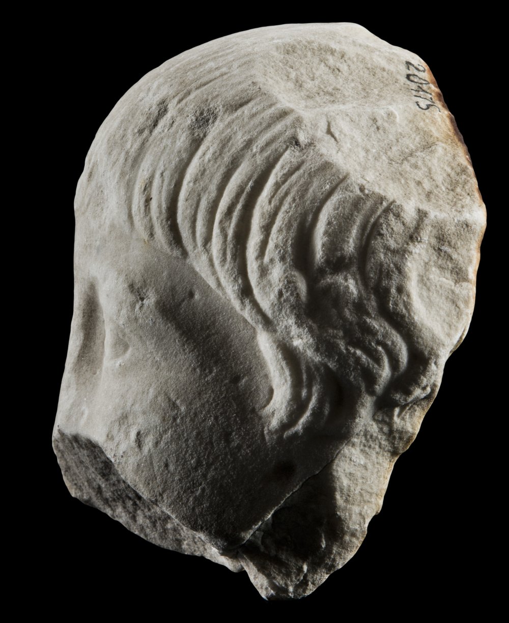 Inv 486481_02.jpg