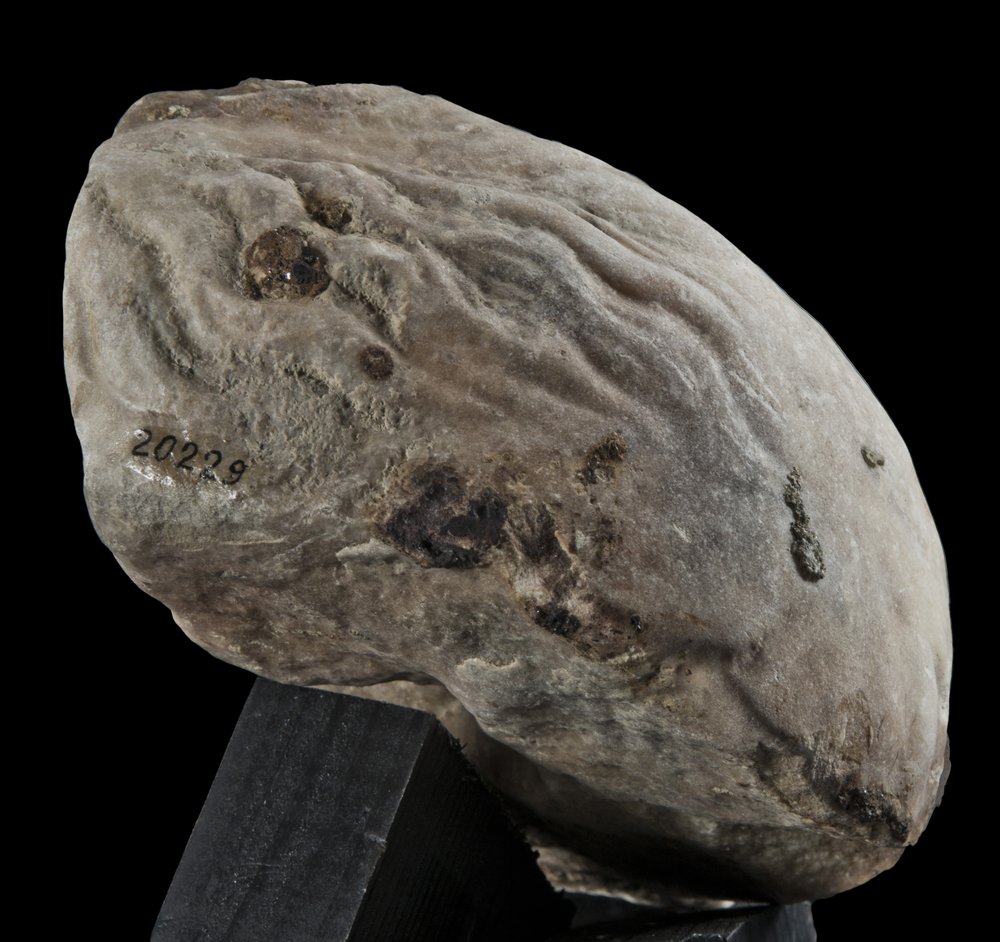 Inv 486535_01.jpg