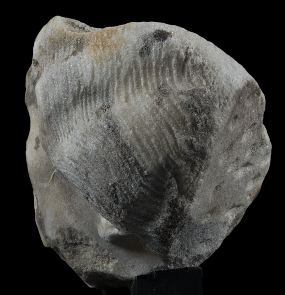 Inv 381702_04.jpg