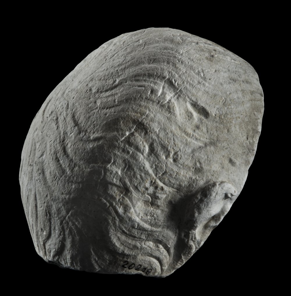 Inv 486524_01.jpg