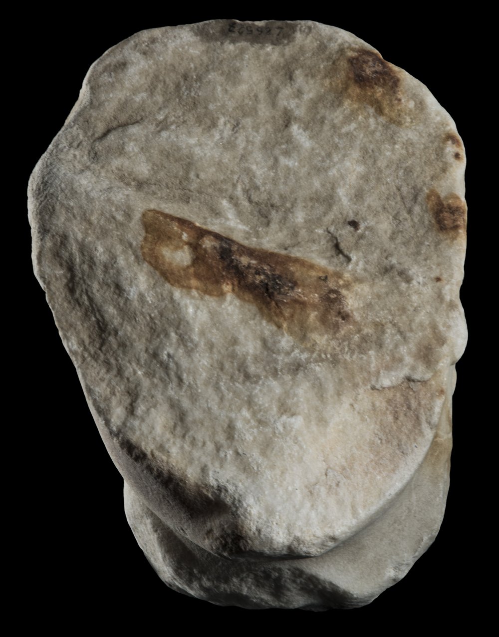 Inv 486527_00.jpg