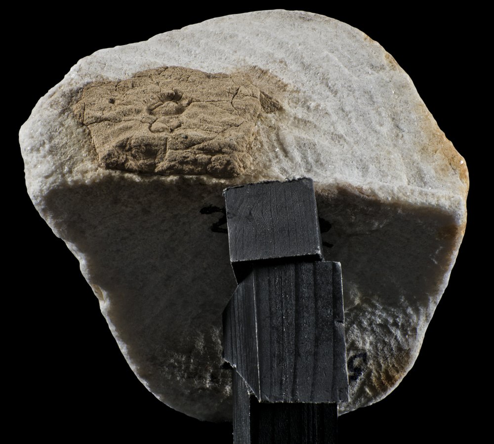 Inv 52683_03.jpg