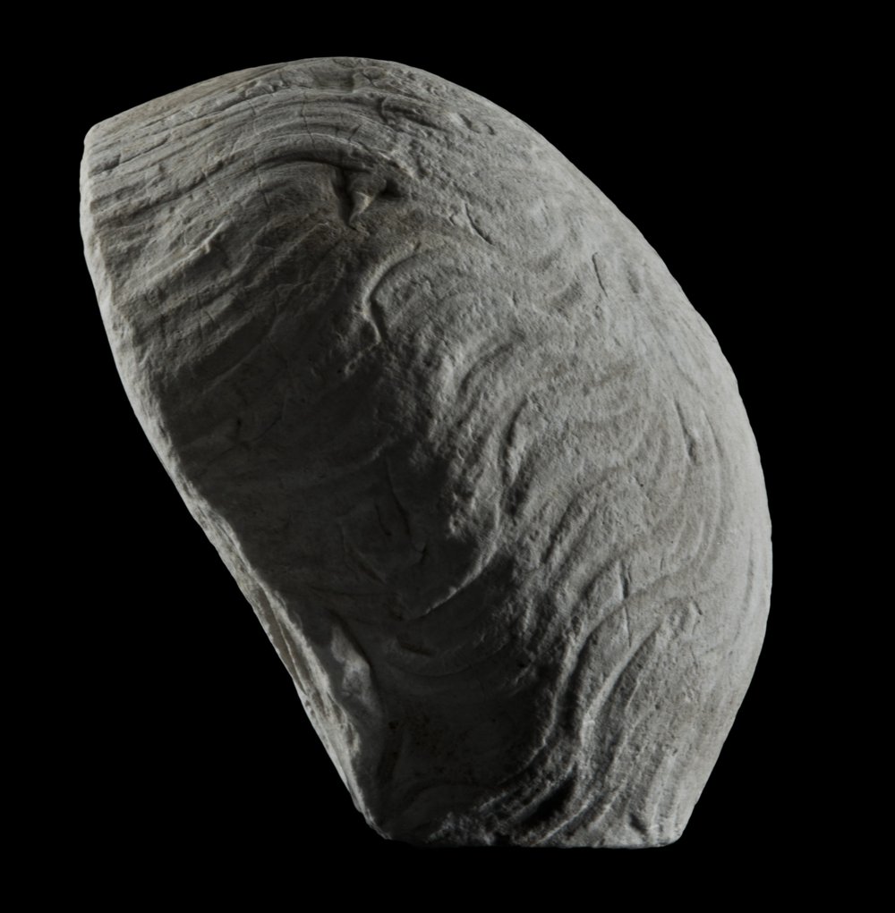 Inv 486524_03.jpg